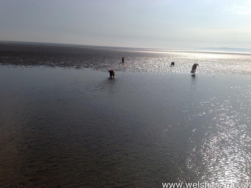 2011-04-16 08.jpg - Camber Sands